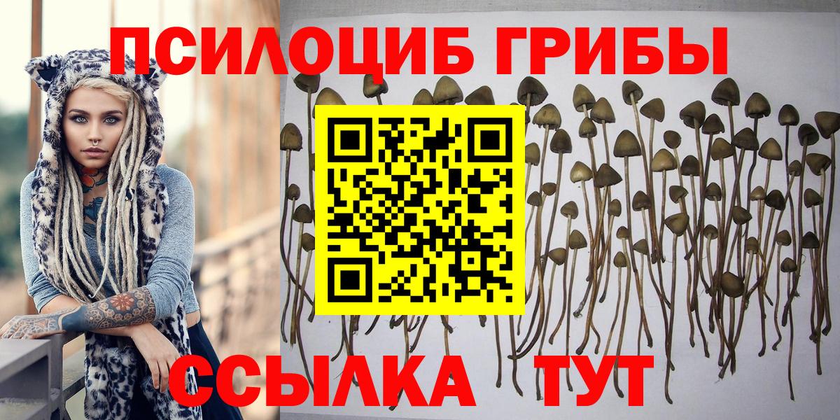 Галлюциногенные грибы Psilocybe Менделеевск